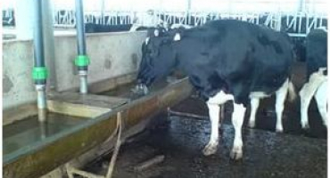 Jak napájet krávy?